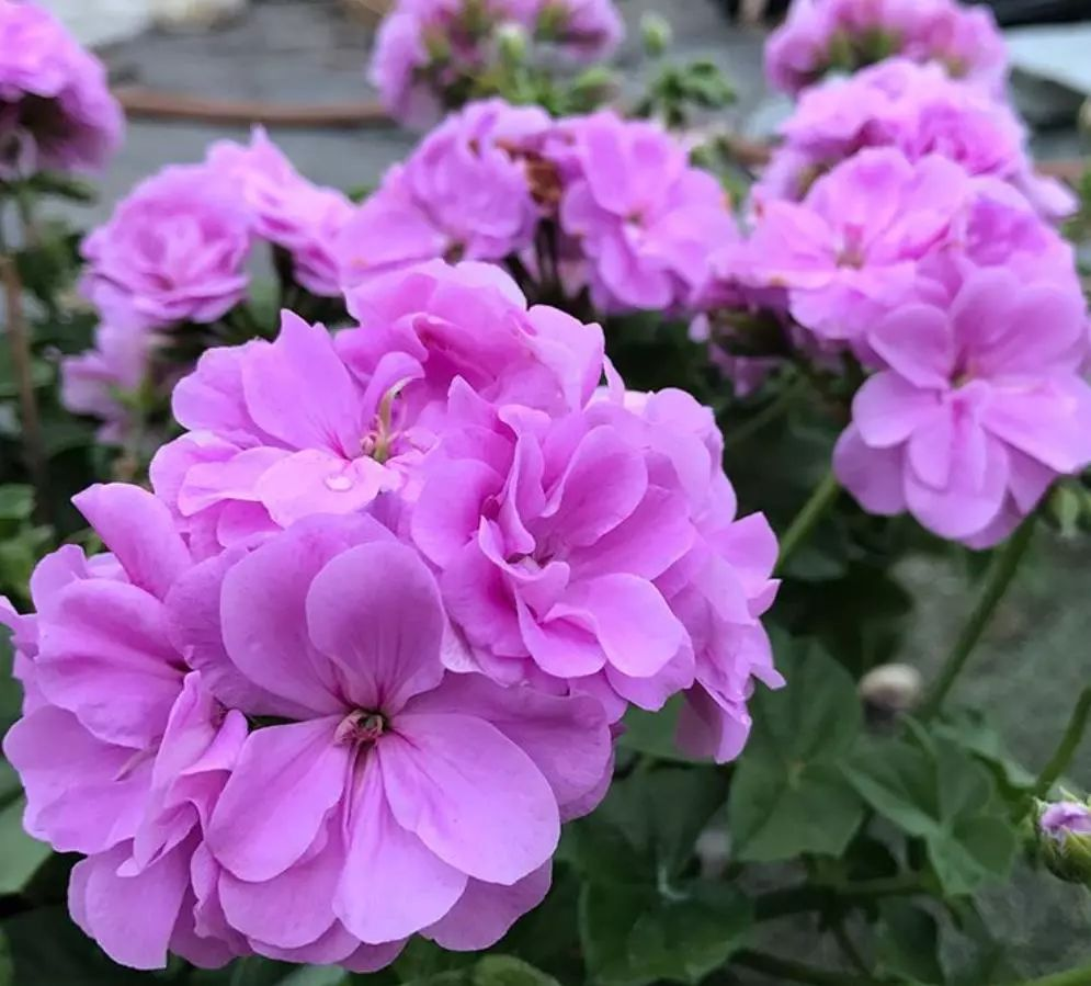 ✨Geranium – The Colorful and Cheerful Fairy of Your Balcony!