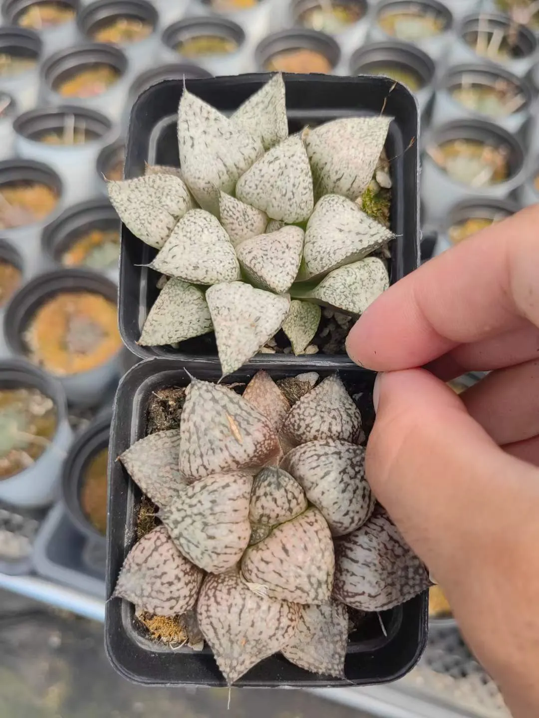 plant Aeonium Echeveria Haworthia  Caudex  Lithops Cactus  Agave 