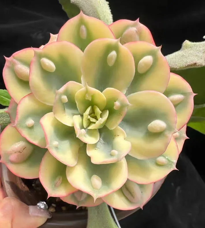 plant Aeonium Echeveria Haworthia  Caudex  Lithops Cactus  Agave 