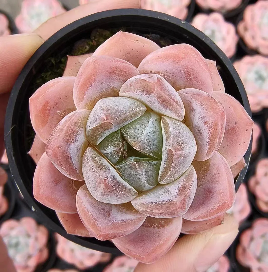 467.Echeveria Dream . Single head 5-6cm/ Echeveria / Succulent plants / Garden landscape / Carefully select healthy plants
