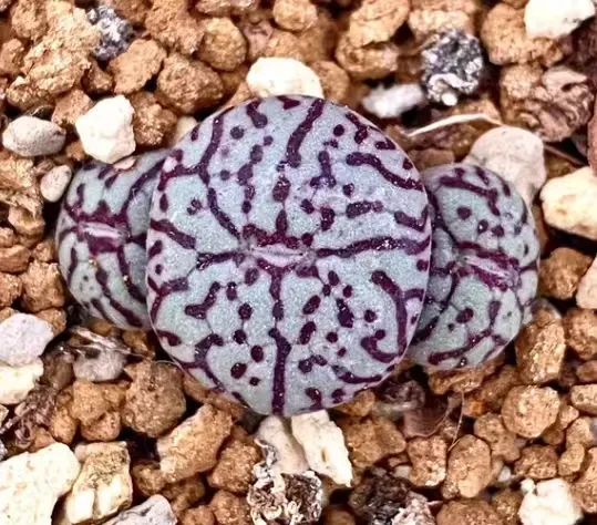 plant Aeonium Echeveria Haworthia  Caudex  Lithops Cactus  Agave 