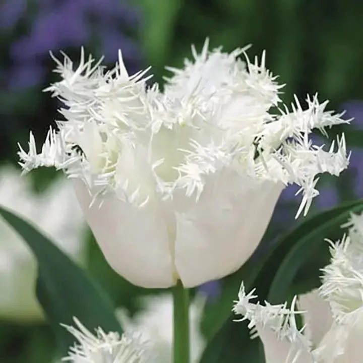 Bonsai Rare Color Tulip Seeds- White
