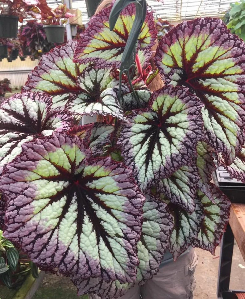 Fire Woman Seeds -- Harmony's Rex Begonia