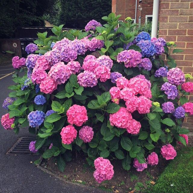 Long flowering period, blooming all season - 🌸Hydrangea