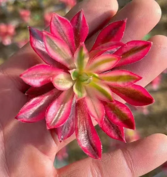 plant Aeonium Echeveria Haworthia  Caudex  Lithops Cactus  Agave 