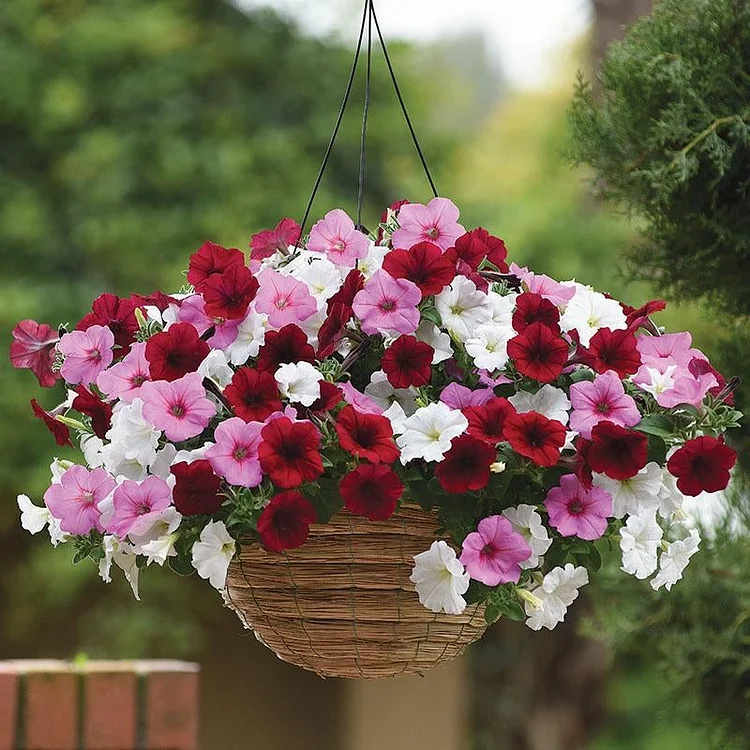 Calibrachoa Paradise Island