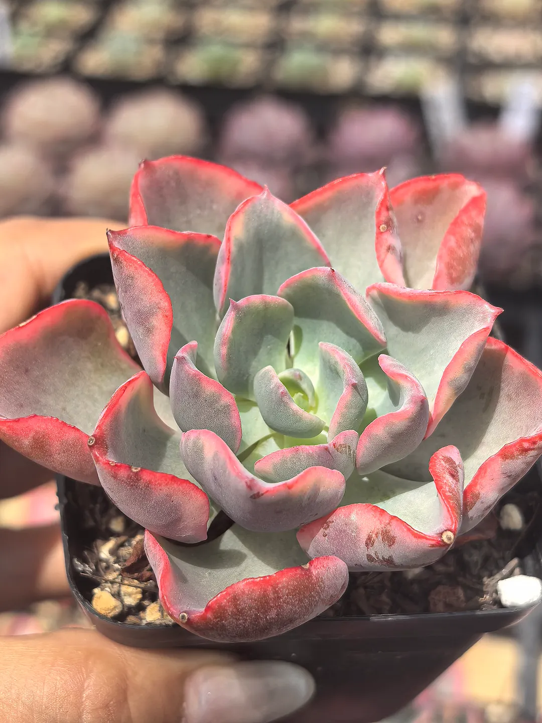 plant Aeonium Echeveria Haworthia  Caudex  Lithops Cactus  Agave 