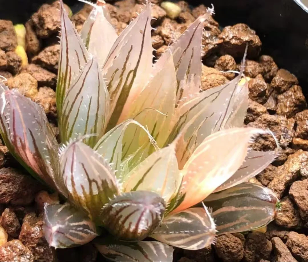1154.Haworthia cooperi David Needle variegate /Haworthia/ Succulent plants / Garden landscape / Carefully select healthy plants