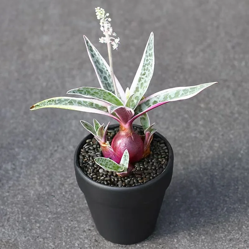 plant Aeonium Echeveria Haworthia  Caudex  Lithops Cactus  Agave 