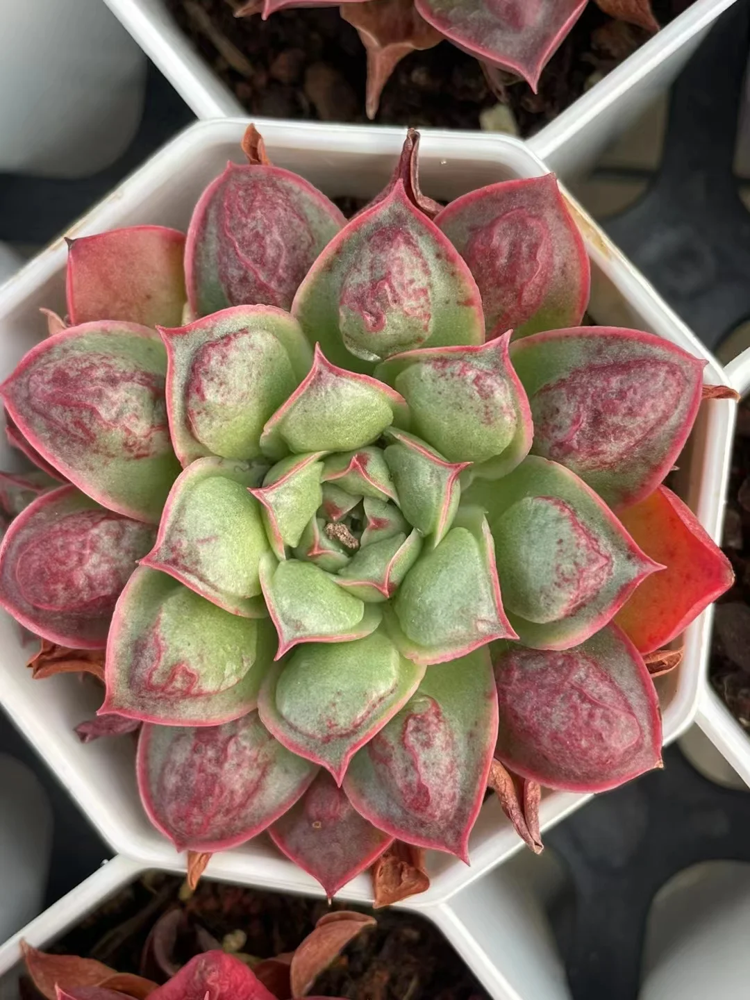 plant Aeonium Echeveria Haworthia  Caudex  Lithops Cactus  Agave 