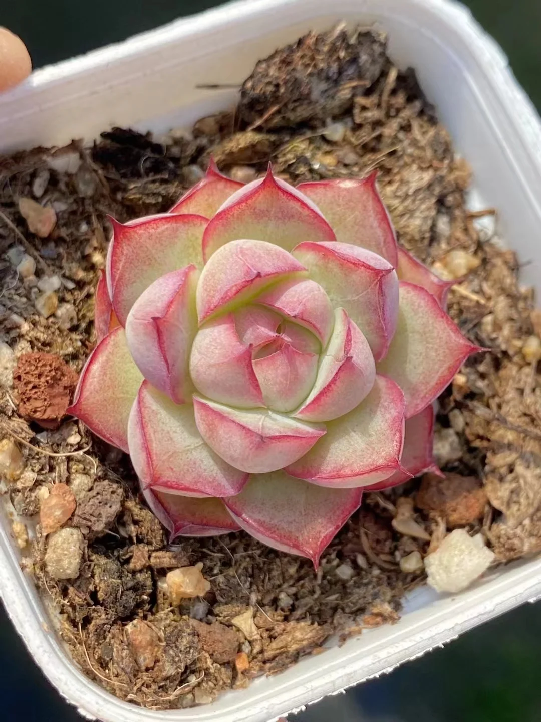 plant Aeonium Echeveria Haworthia  Caudex  Lithops Cactus  Agave 