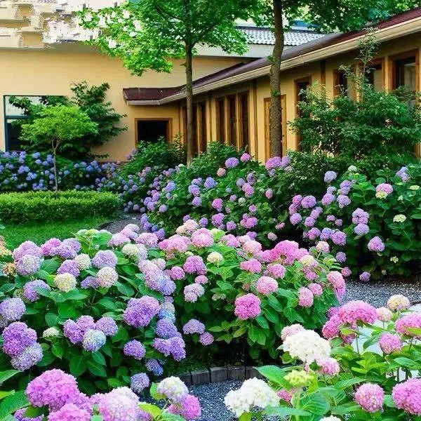 20 pcs/Pack Hydrangea Seed Bonsai Flower Seeds Hydrangea Perennial Garden Home