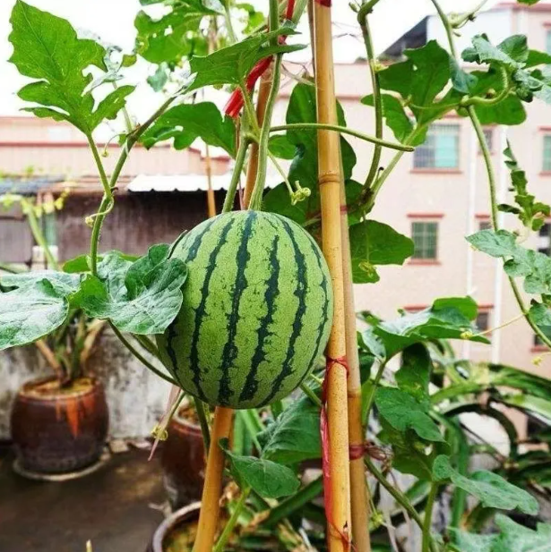 Watermelon seeds - create a unique summer melon field for your garden