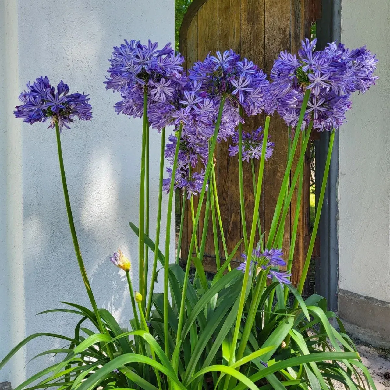 Agapanthus africanus 'Black Buddhist'