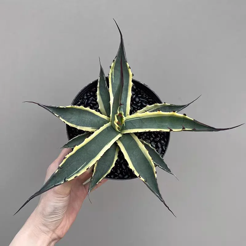zwyw24.Agave palmeri variegata 14cm/Agave plants / Succulent plants / Garden landscape / Carefully select healthy plants