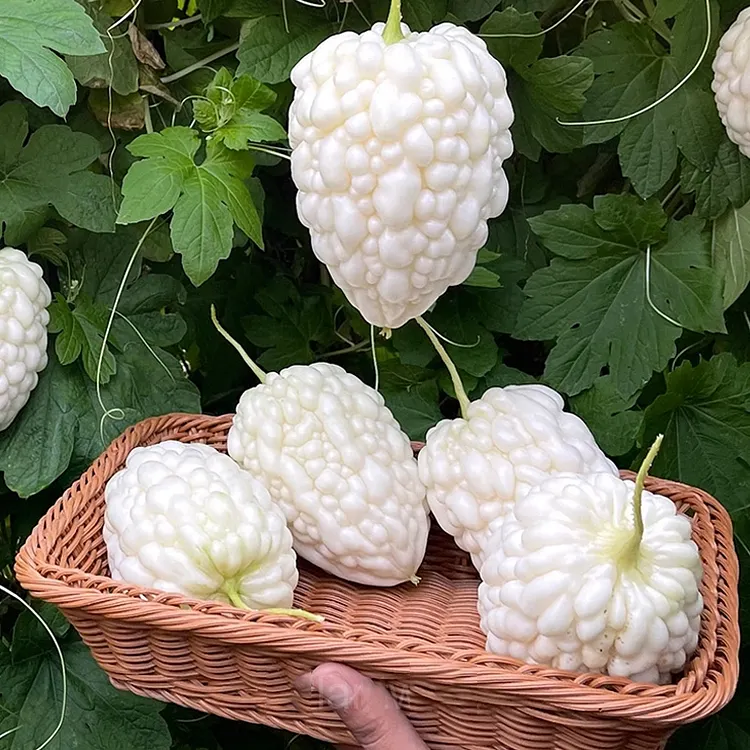 Apple Bitter Melon Seeds
