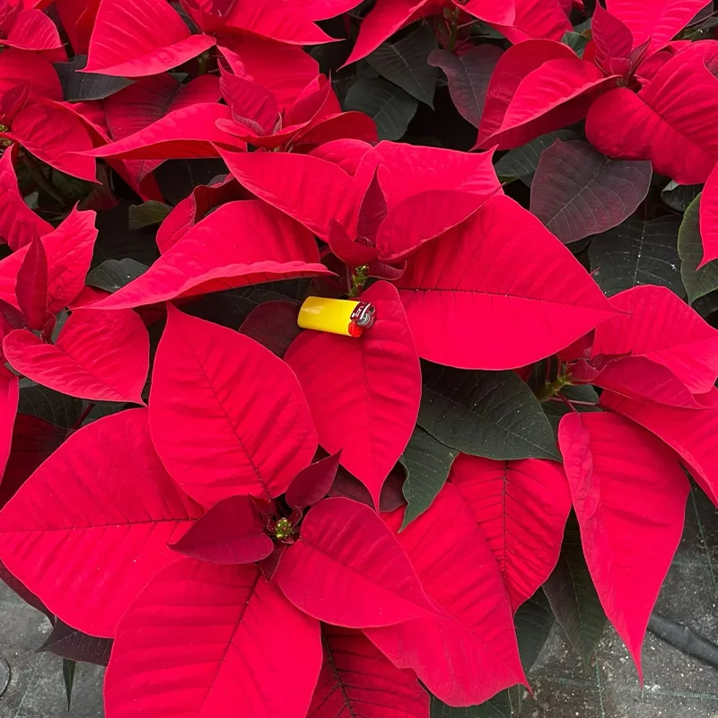 🎄Christmas atmosphere✨Poinsettia