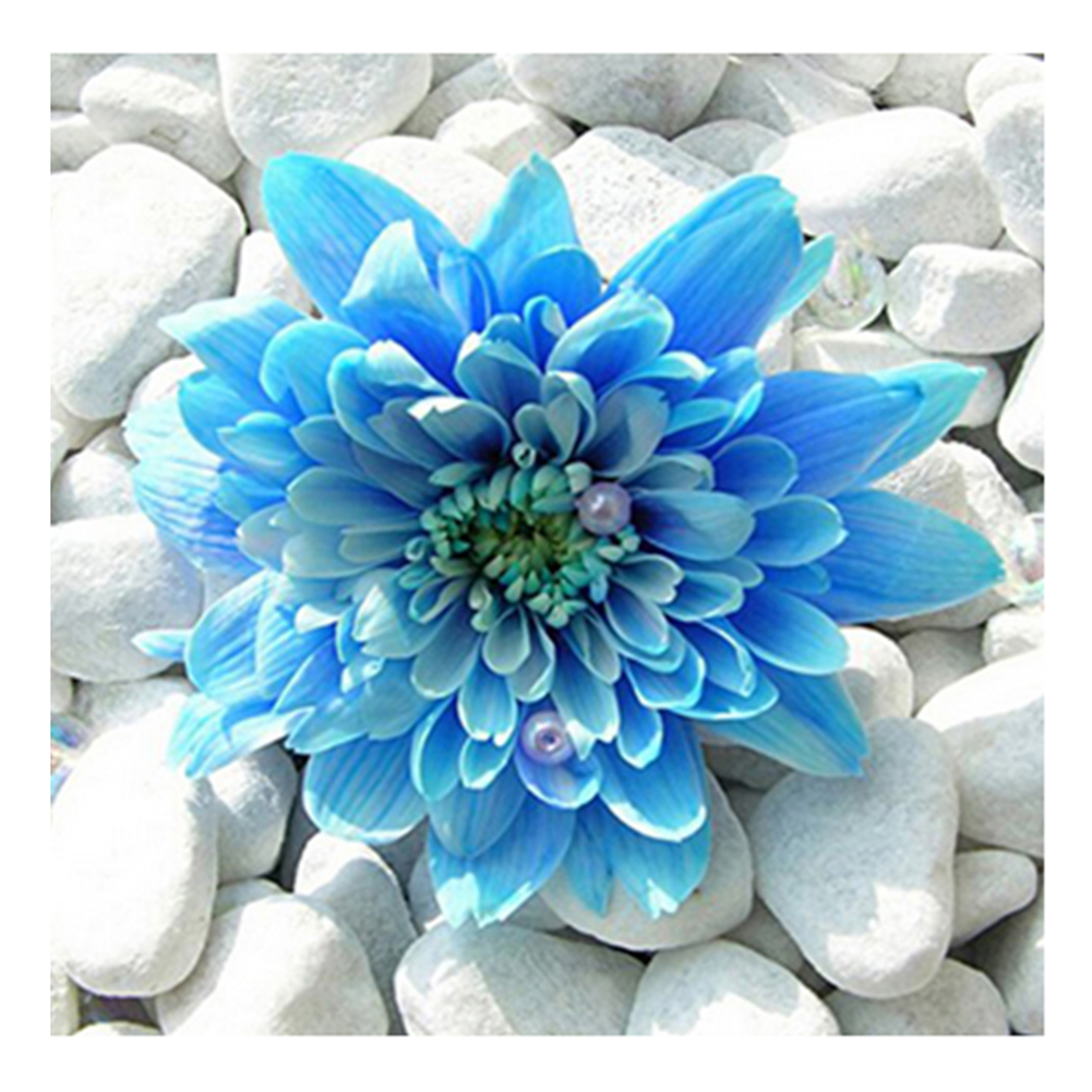 

Blue Chrysanthemum - Square Drill Diamond Painting - 30*30CM, 501 Original