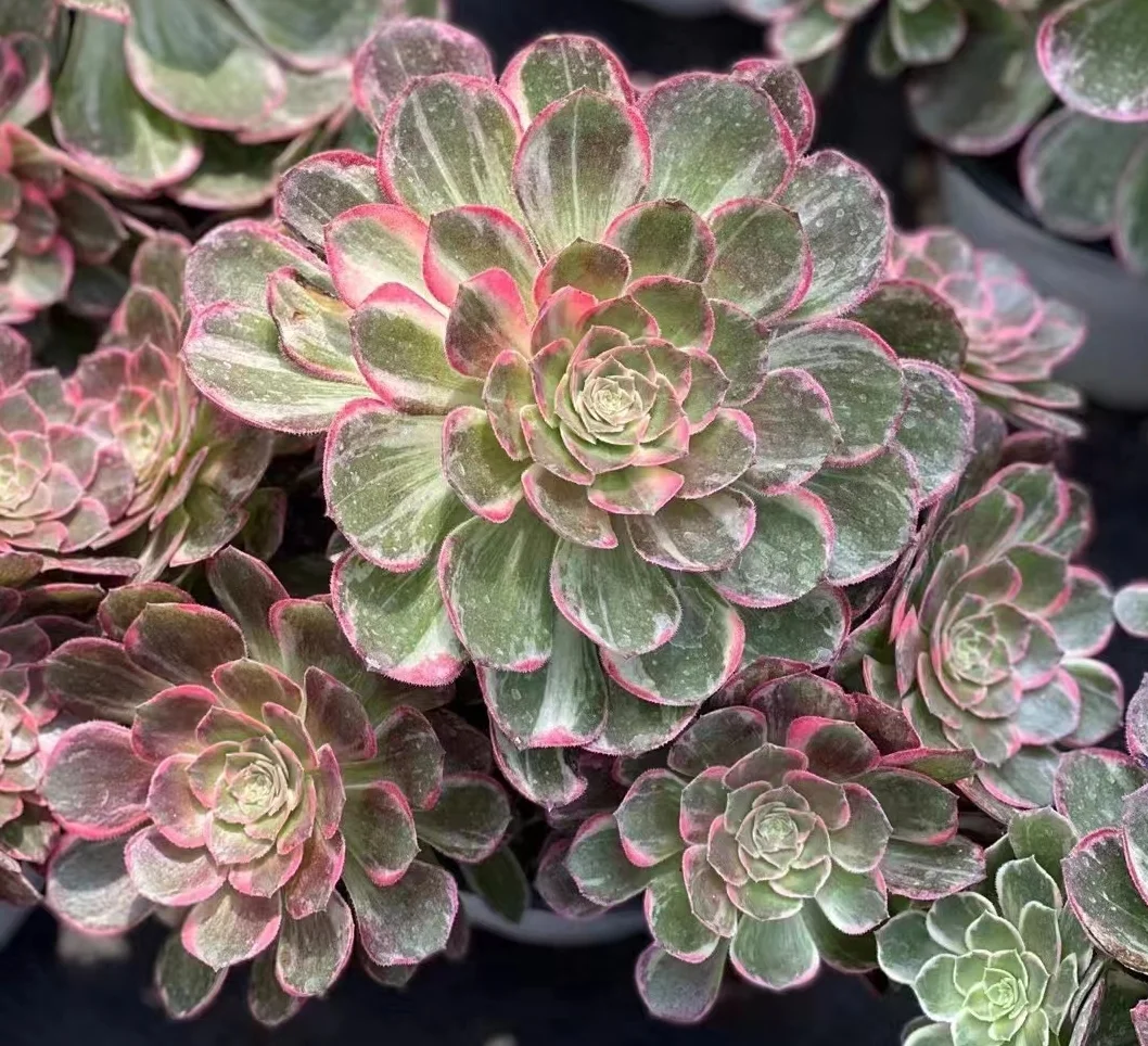 plant Aeonium Echeveria Haworthia  Caudex  Lithops Cactus  Agave 