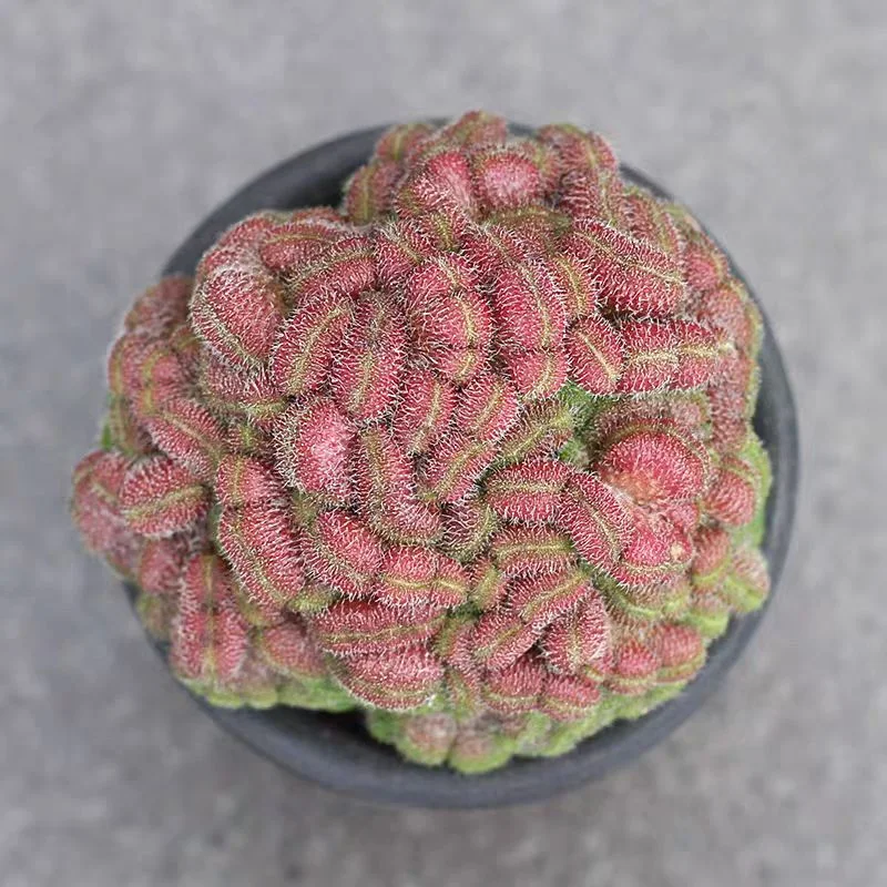 plant Aeonium Echeveria Haworthia  Caudex  Lithops Cactus  Agave 