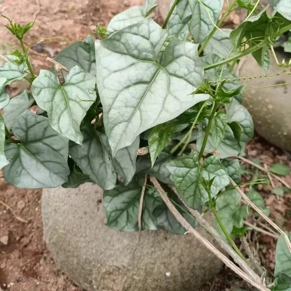 plant Aeonium Echeveria Haworthia  Caudex  Lithops Cactus  Agave 