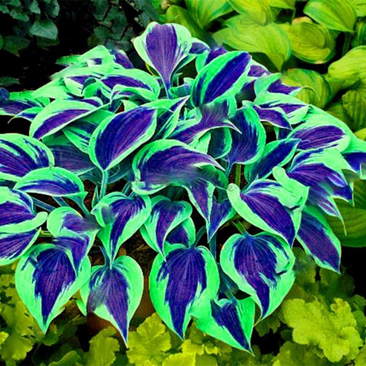 Rare Multi-colored Hostas Seeds