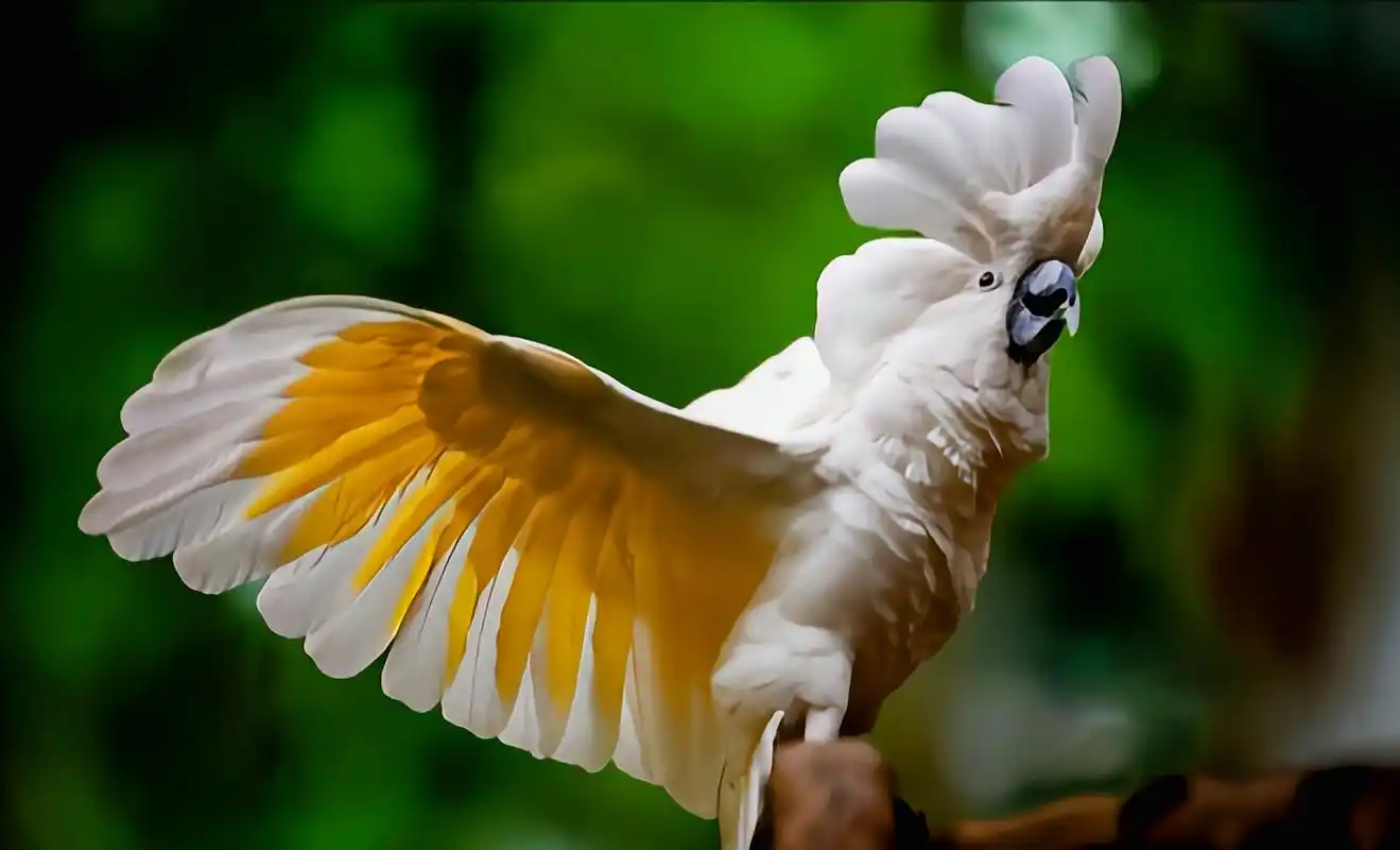 ​​Cockatoo Birdcagelab