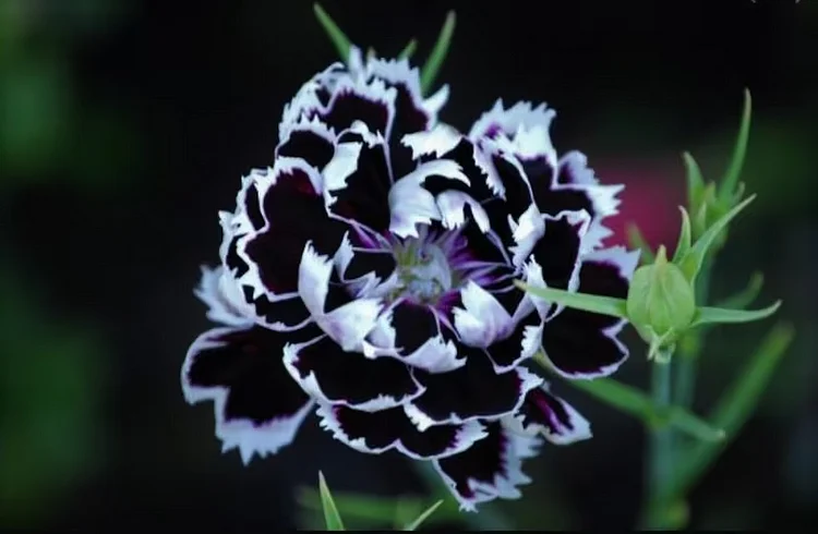 Black and White Minstrels Dianthus