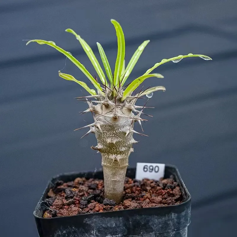 plant Aeonium Echeveria Haworthia  Caudex  Lithops Cactus  Agave 