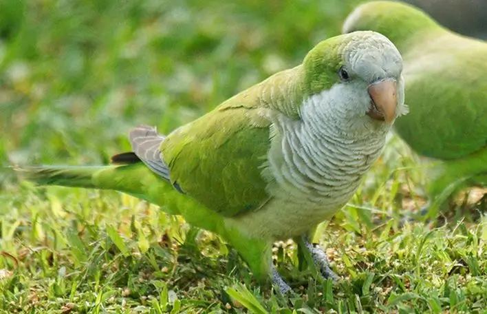 Parakeet Birdcagelab