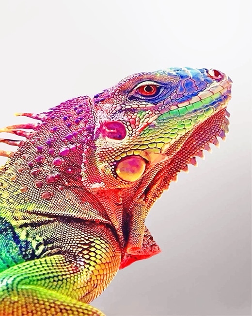 

Rainbow Iguana – Paint By Numbers - 40*50CM, 501 Original