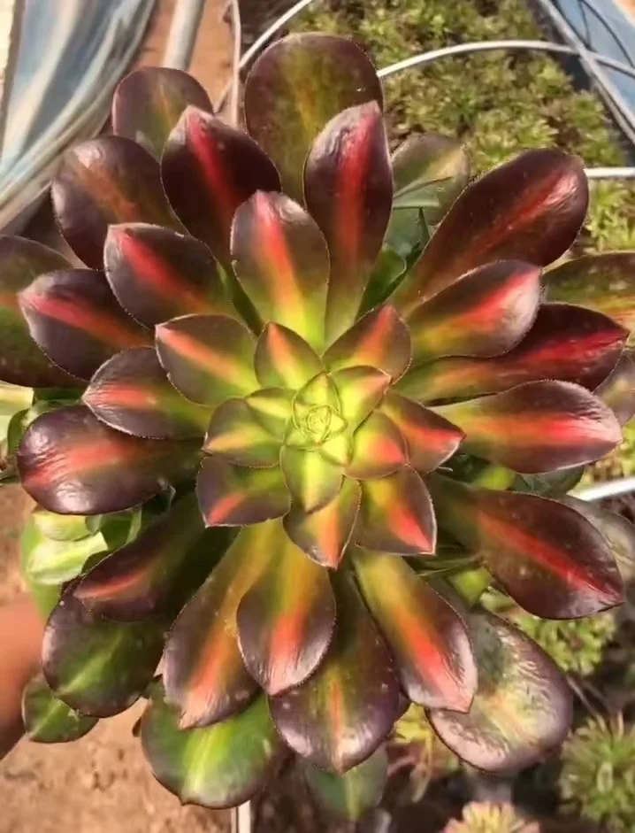 180.Pink witch middle spot single head and cutting/ Aeonium  / Succulent plants /Garden landscape / Carefully select healthy plants