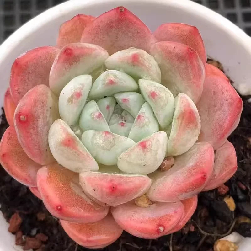 514.Echeveria White peach soda. single head 4-5cm/Echeveria/ Succulent plants / Garden landscape / Carefully select healthy plants