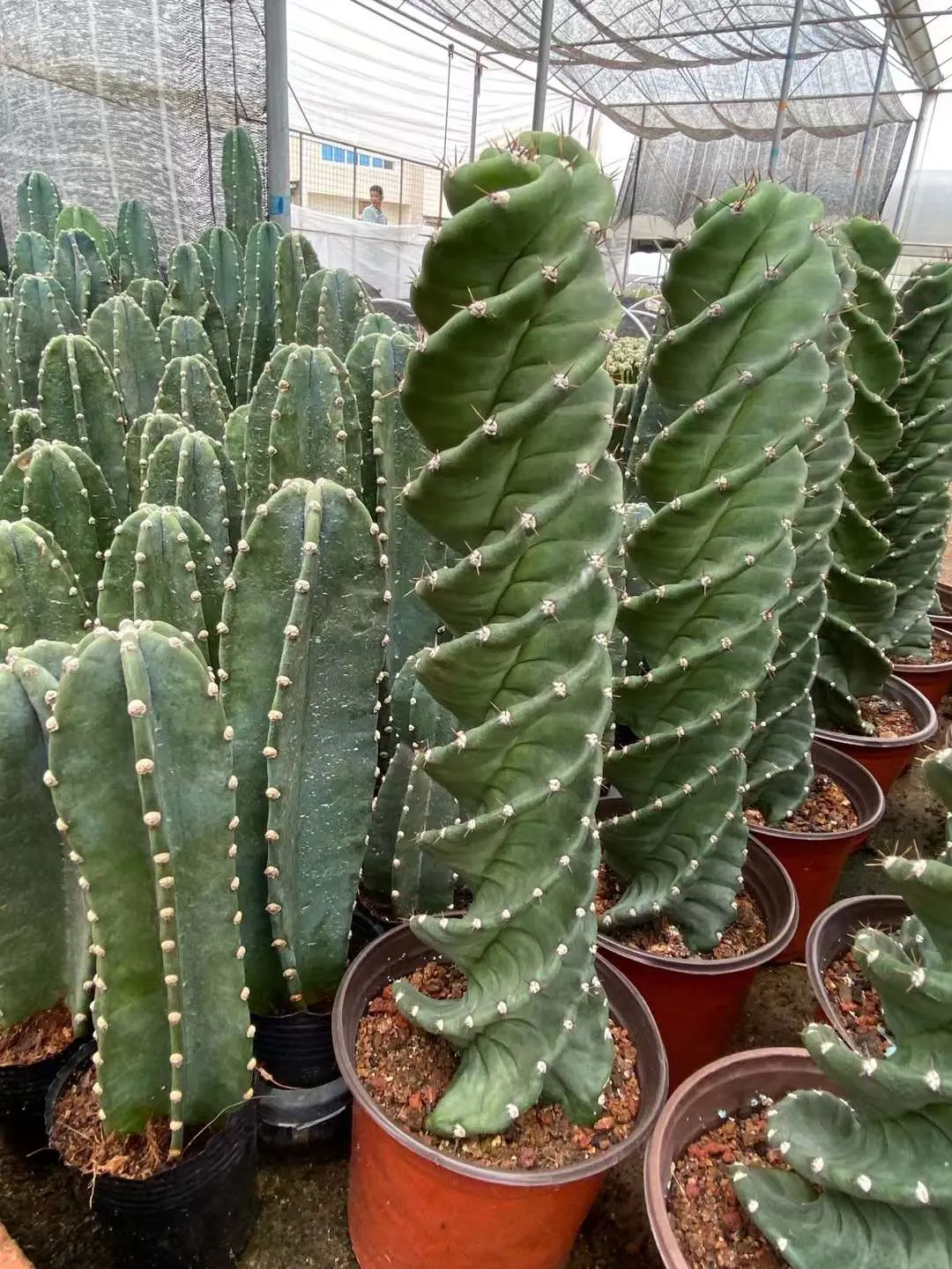 plant Aeonium Echeveria Haworthia  Caudex  Lithops Cactus  Agave 