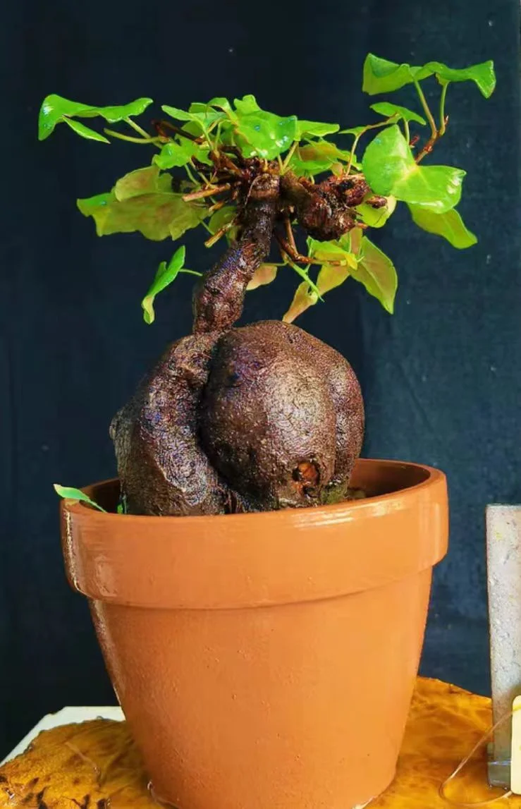 plant Aeonium Echeveria Haworthia  Caudex  Lithops Cactus  Agave 