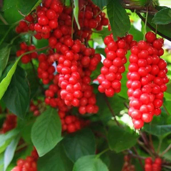 Egrow 50Pcs（100Pcs）/Pack Schisandra Seeds Chinese Magnolia Vine Edible Garden Fruit Tree Seed