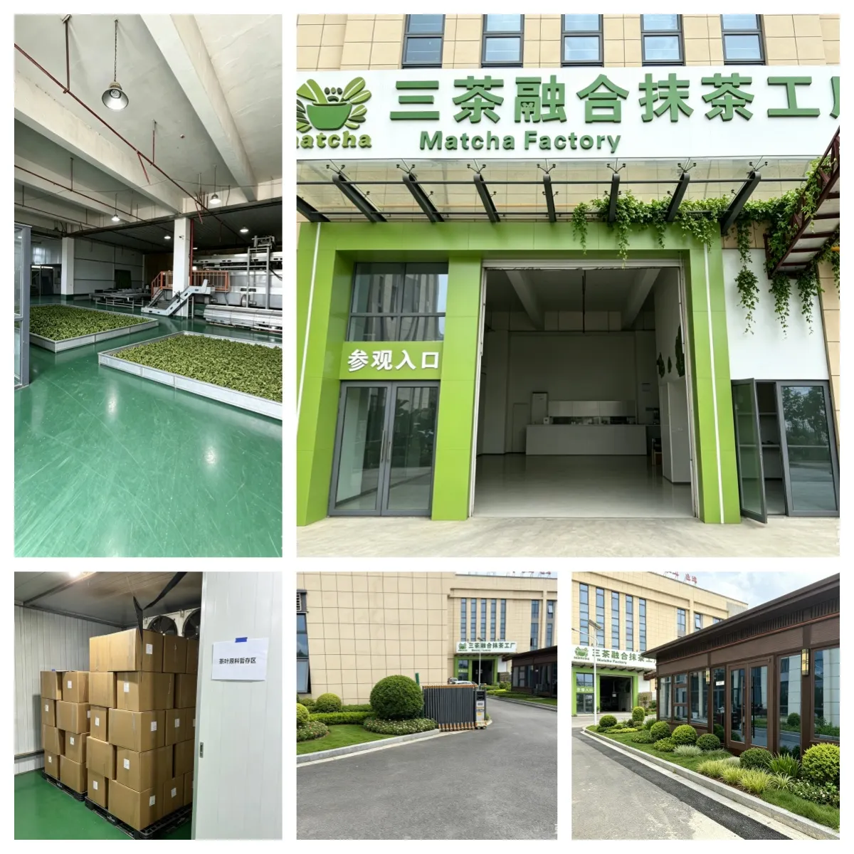 Matcha factory production