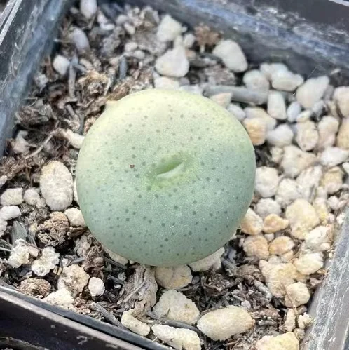 plant Aeonium Echeveria Haworthia  Caudex  Lithops Cactus  Agave 