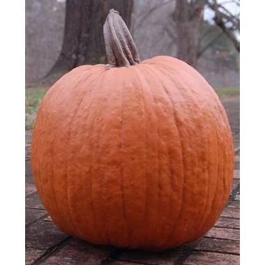 Classic Pumpkin Lawn Art/Figurine