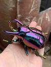 Clockwork beetle toy insect beetle simulation animal rhinoceros beetle electroplating mechanical model