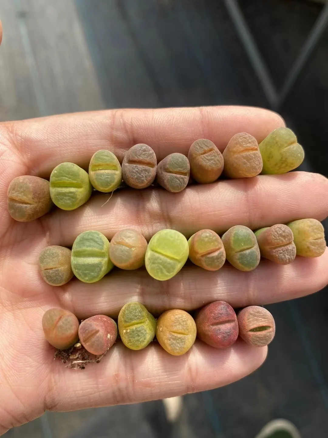 plant Aeonium Echeveria Haworthia  Caudex  Lithops Cactus  Agave 