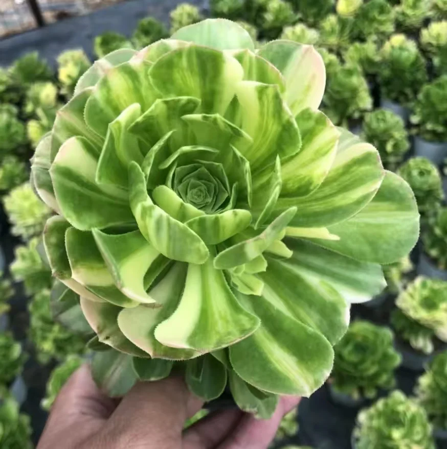 plant Aeonium Echeveria Haworthia  Caudex  Lithops Cactus  Agave 