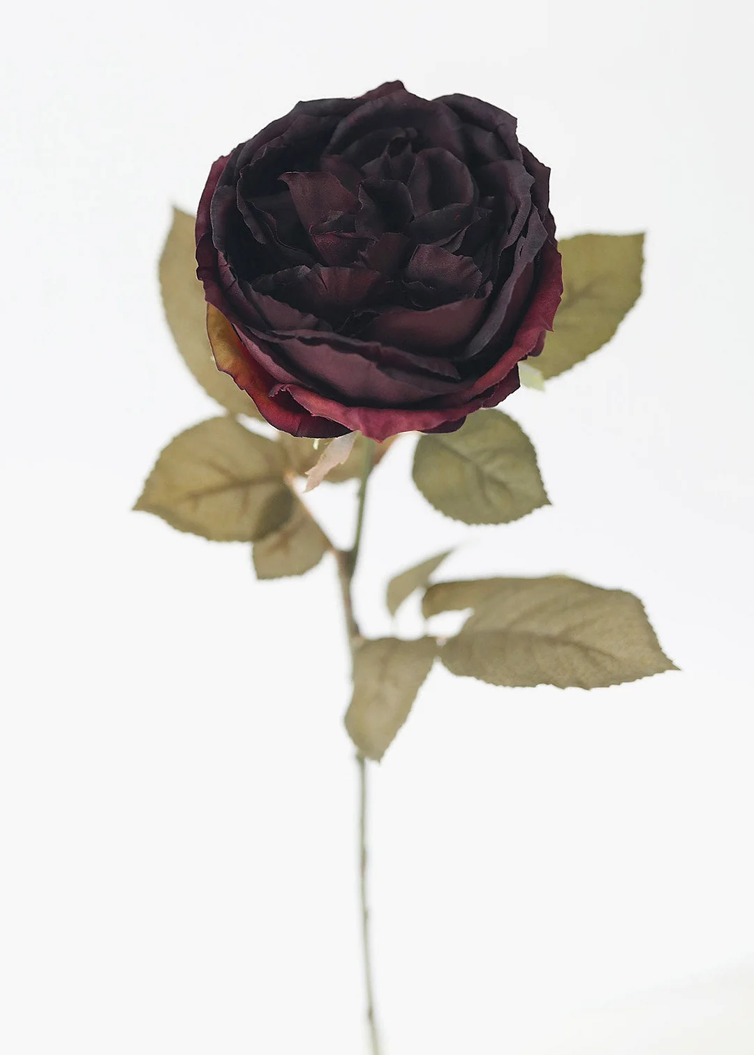 Eggplant Silk English Cabbage Rose - 25"