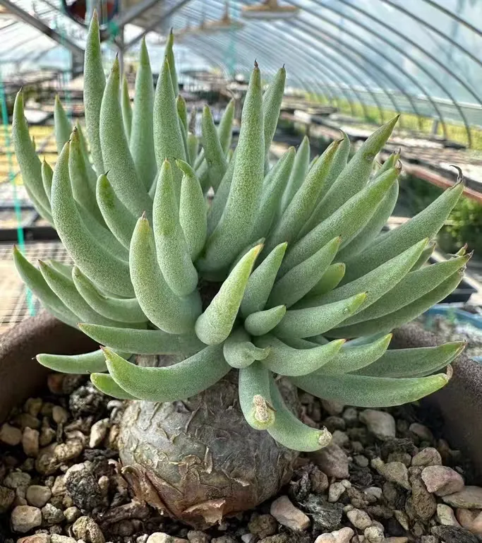 plant Aeonium Echeveria Haworthia  Caudex  Lithops Cactus  Agave 