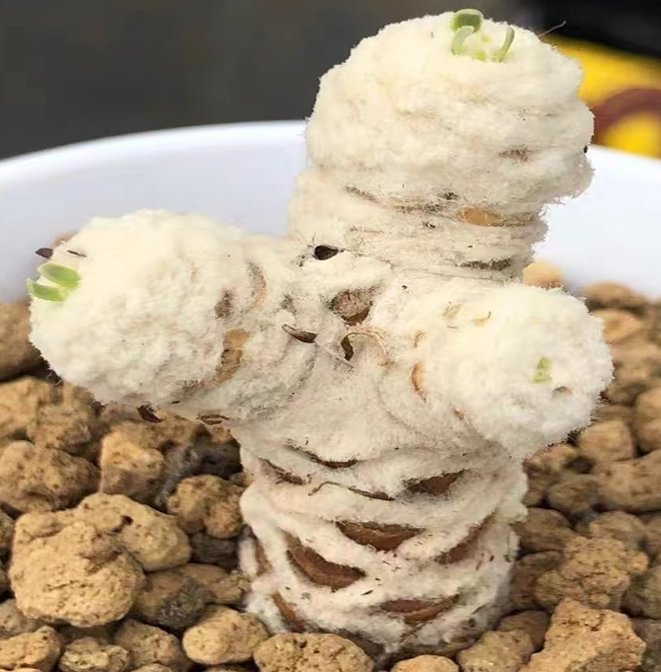 plant Aeonium Echeveria Haworthia  Caudex  Lithops Cactus  Agave 