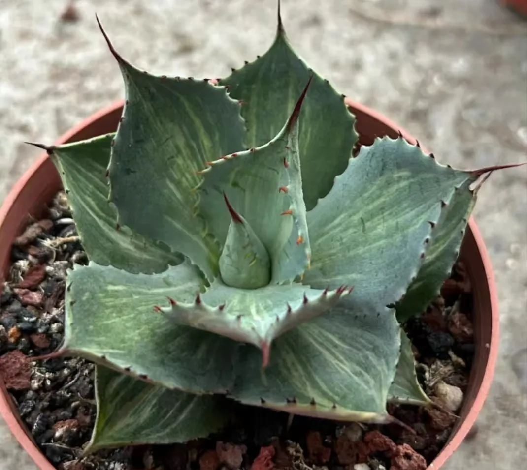 plant Aeonium Echeveria Haworthia  Caudex  Lithops Cactus  Agave 