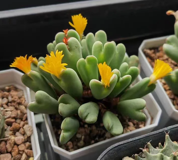 plant Aeonium Echeveria Haworthia  Caudex  Lithops Cactus  Agave 