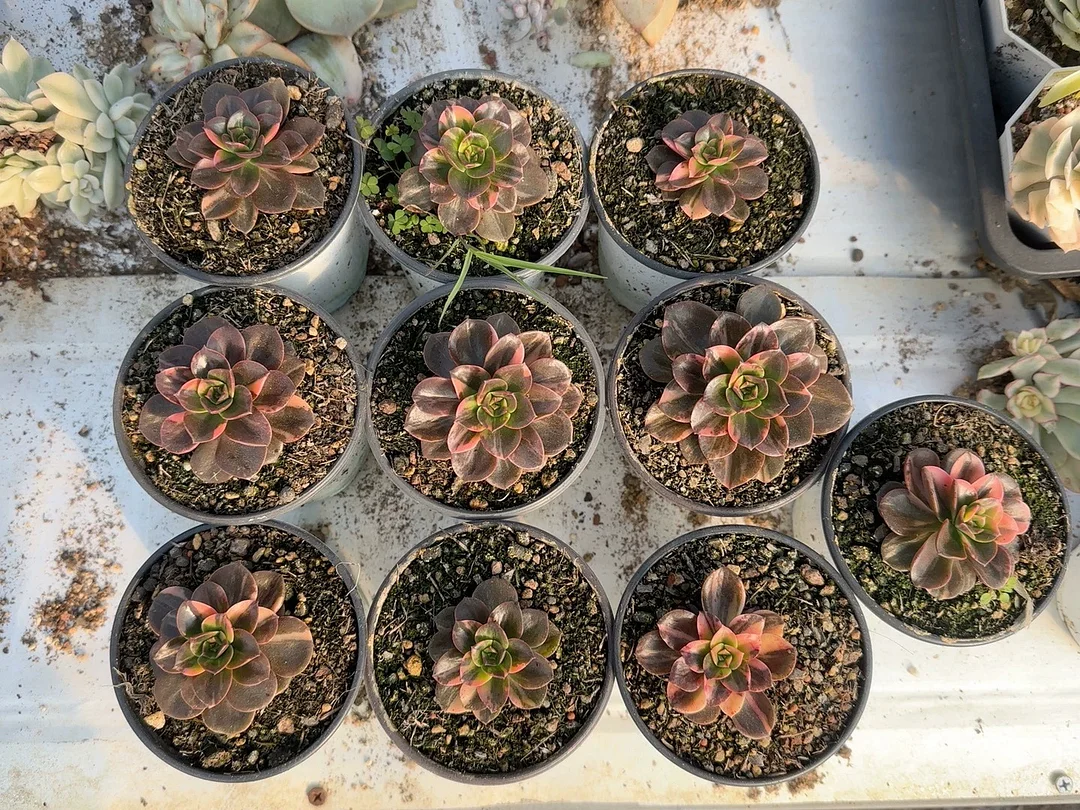 plant Aeonium Echeveria Haworthia  Caudex  Lithops Cactus  Agave 