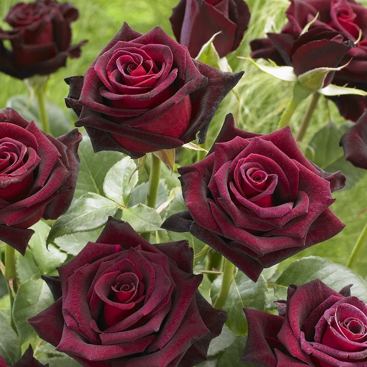 Black Baccara Rose Seeds