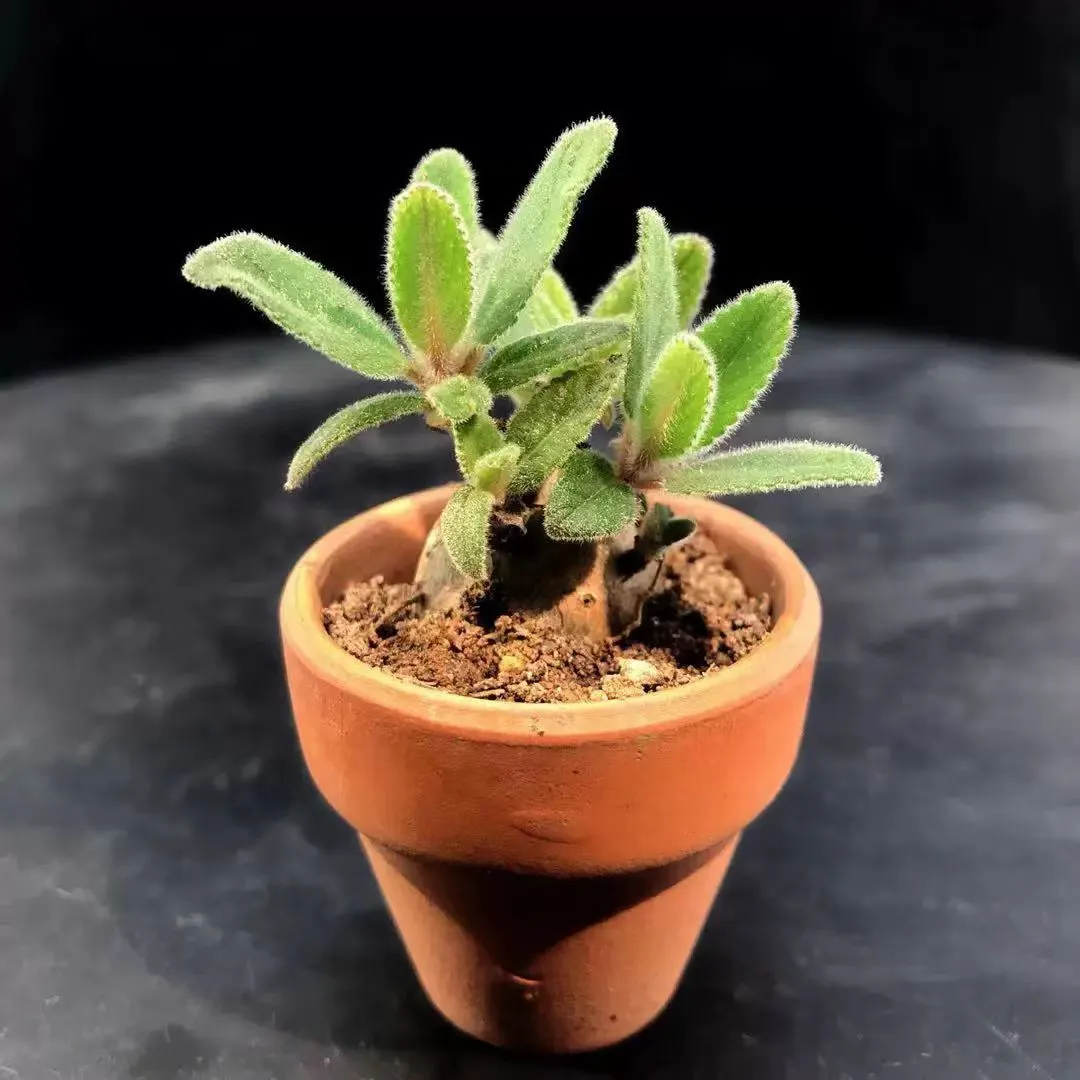 plant Aeonium Echeveria Haworthia  Caudex  Lithops Cactus  Agave 